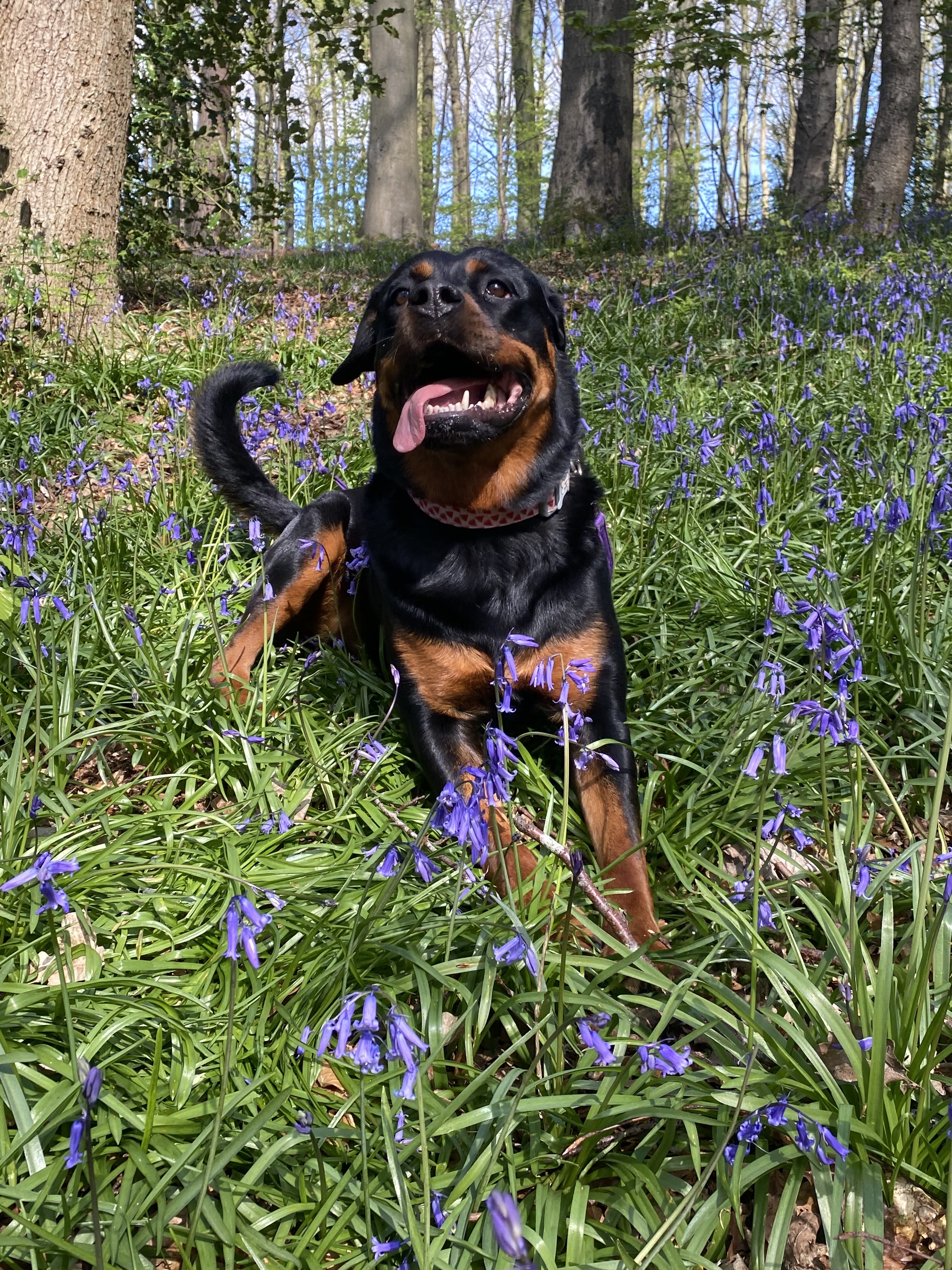 Happy dog on a walk in Bradford
