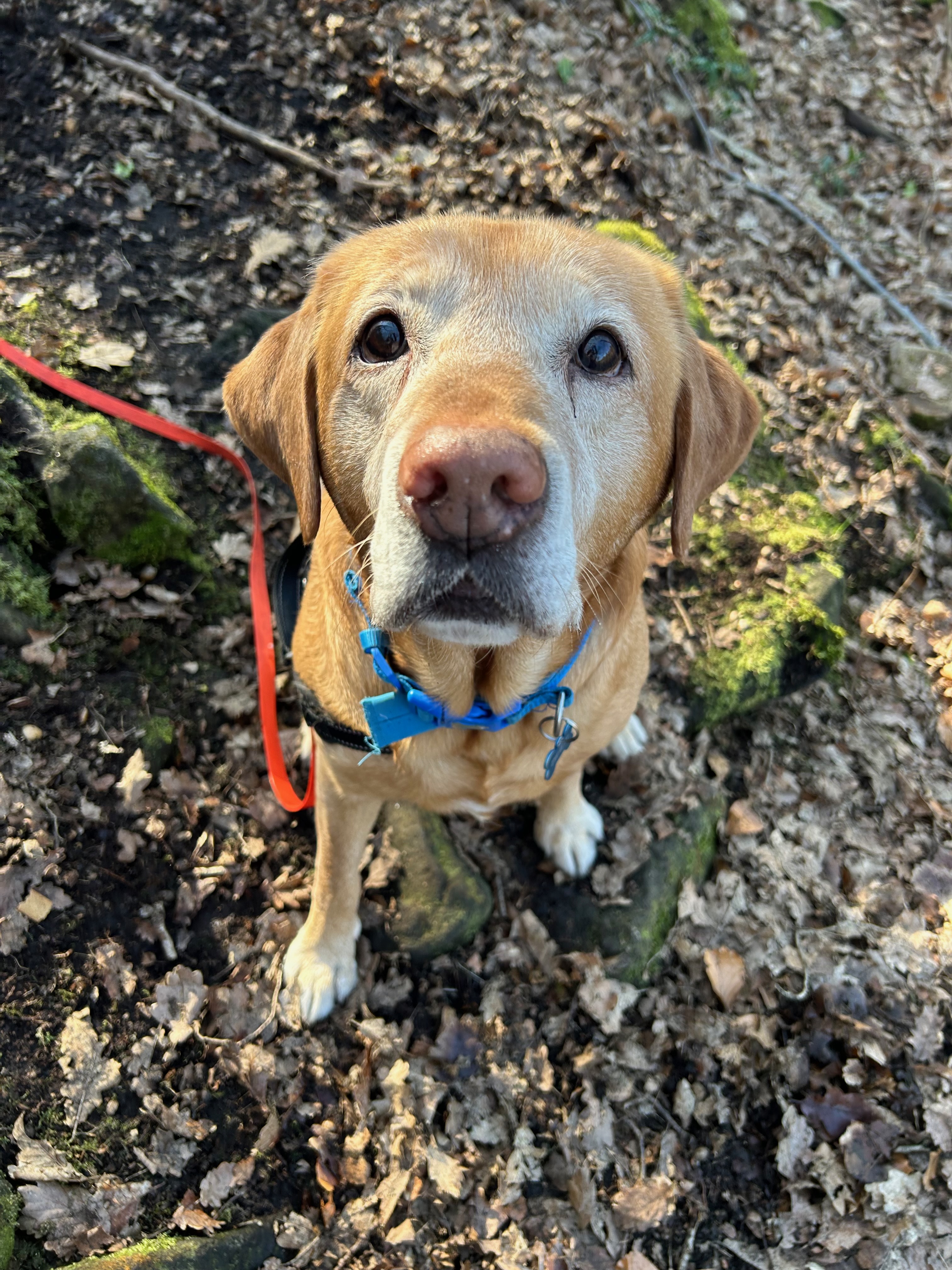 A very happy labrador on a walk in BD10