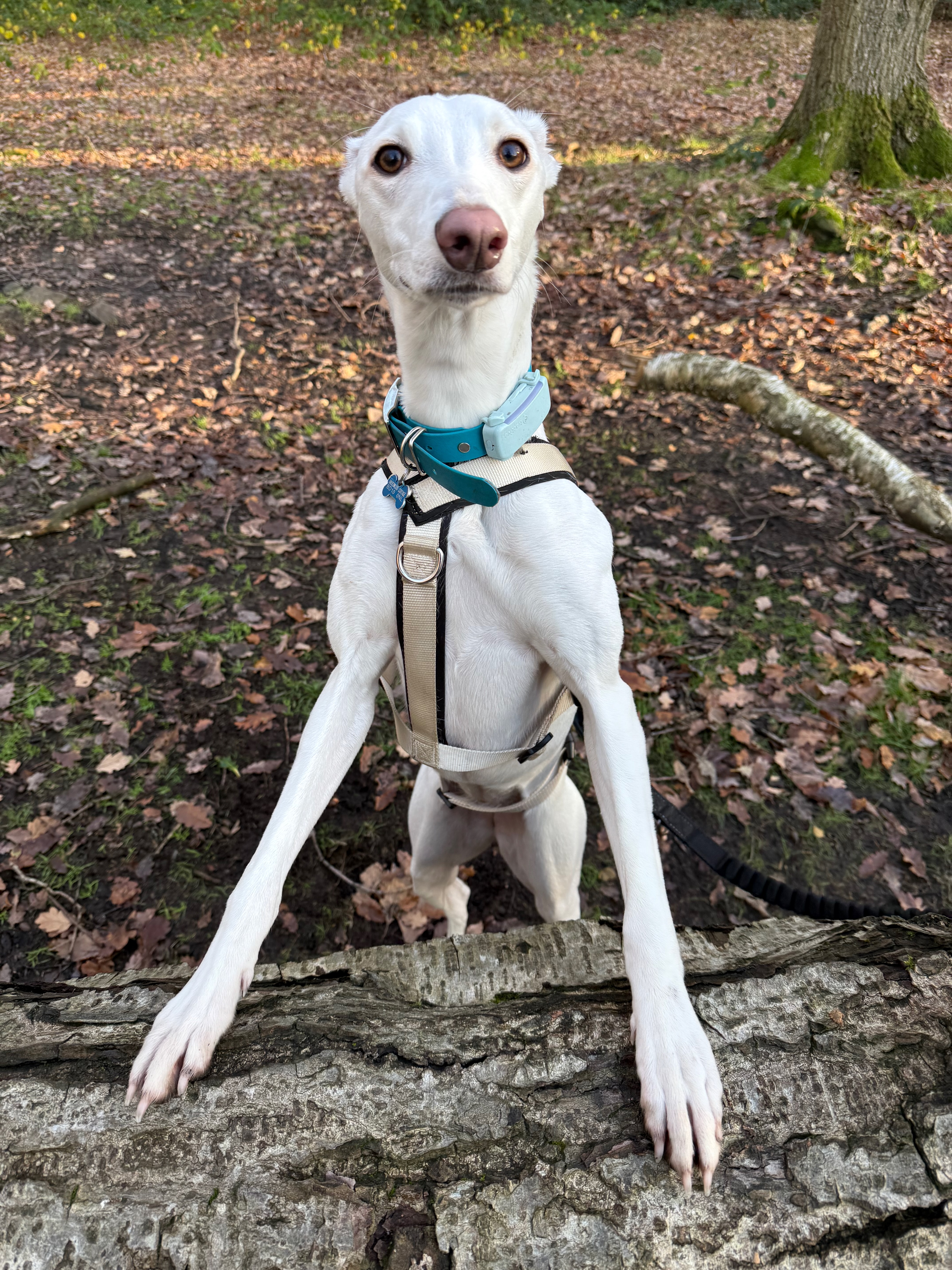 Happy dog on a walk in Bradford