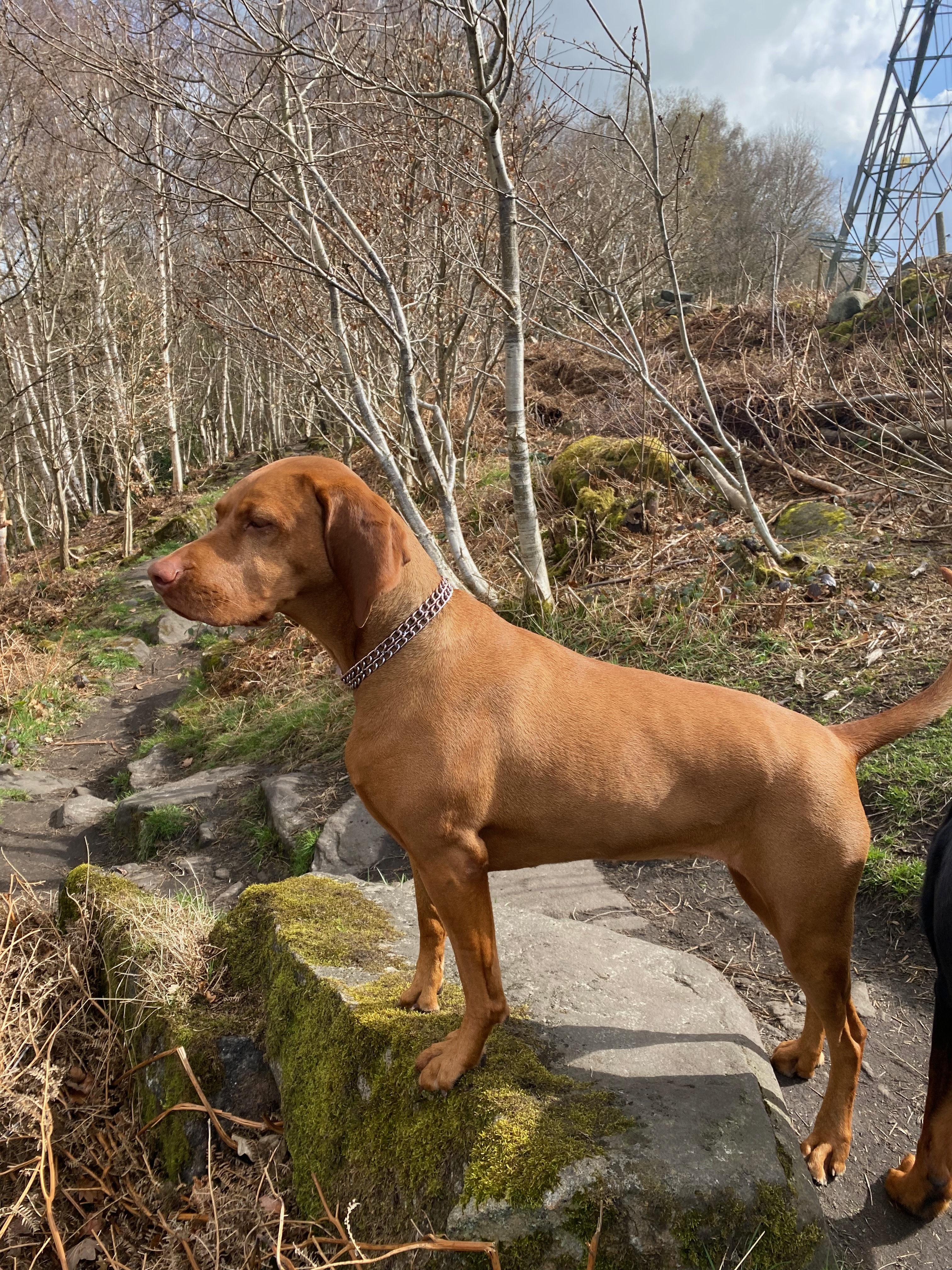 Woodland walk in Bradford with dogs playing